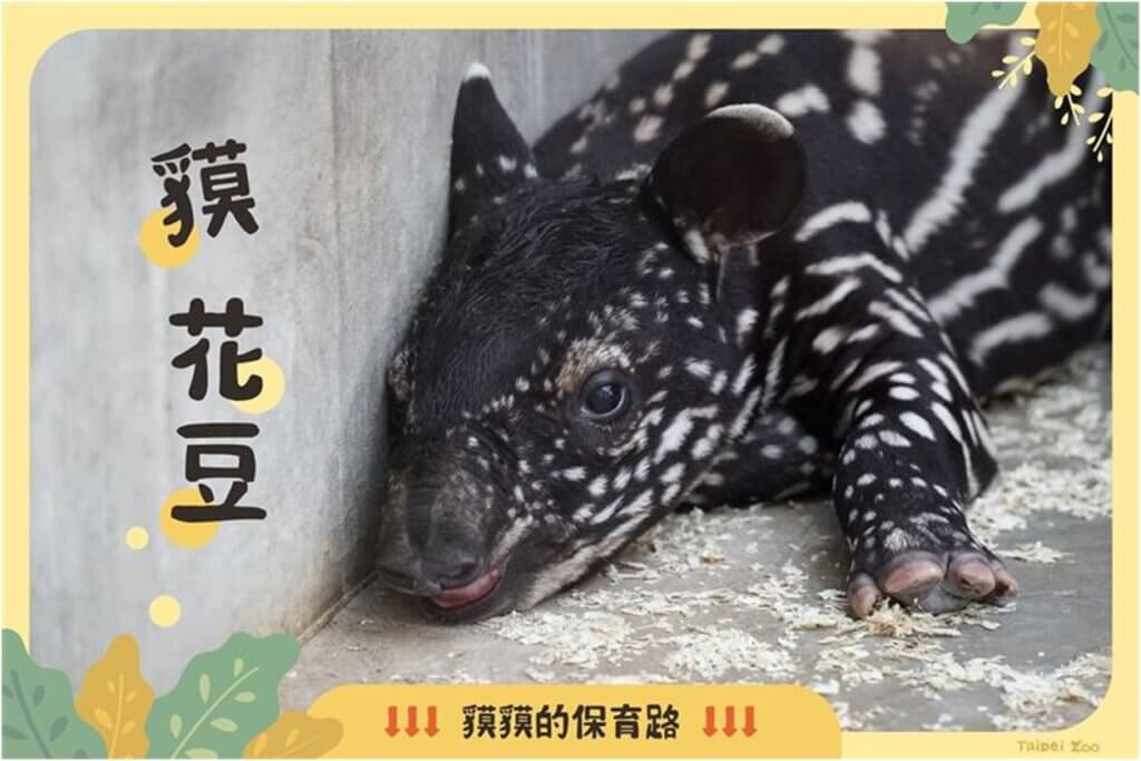 馬來貘