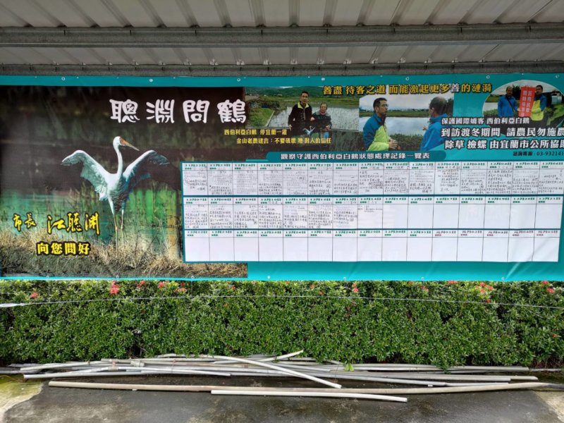 宜蘭市公所在開興廟旁豎立了白鶴觀察日記看板,派員每日觀察及追蹤紀錄|記者陳彥任攝