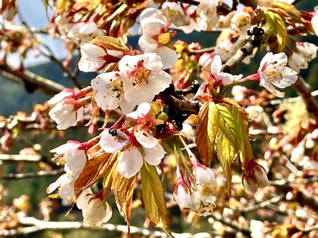 太平山櫻花的花朵有淡色系的粉紅或白色，因此也有人稱為「太平山白櫻花」